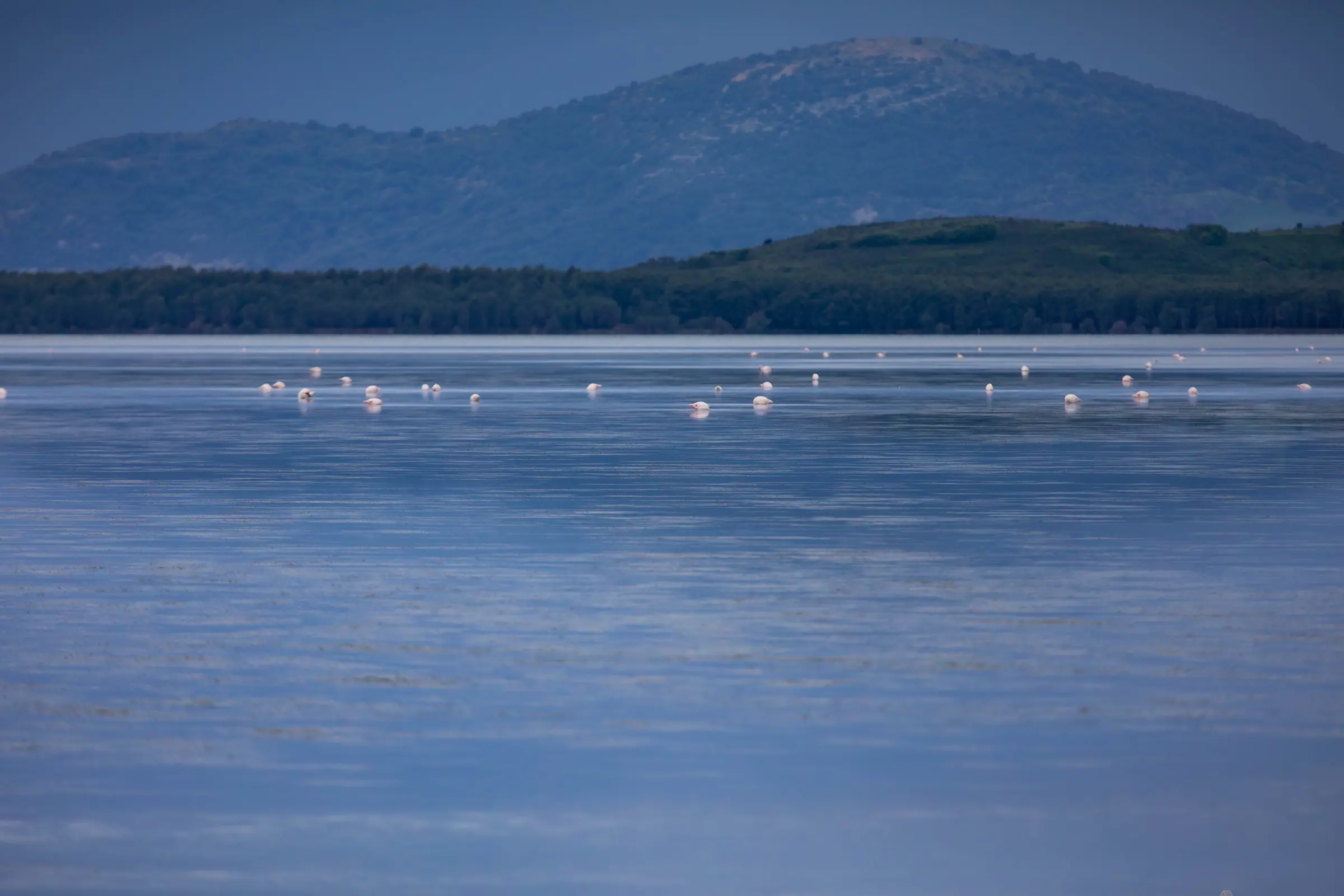 Flamingos in der Vjosa-Narta-Lagune vor bewaldeten Bergen