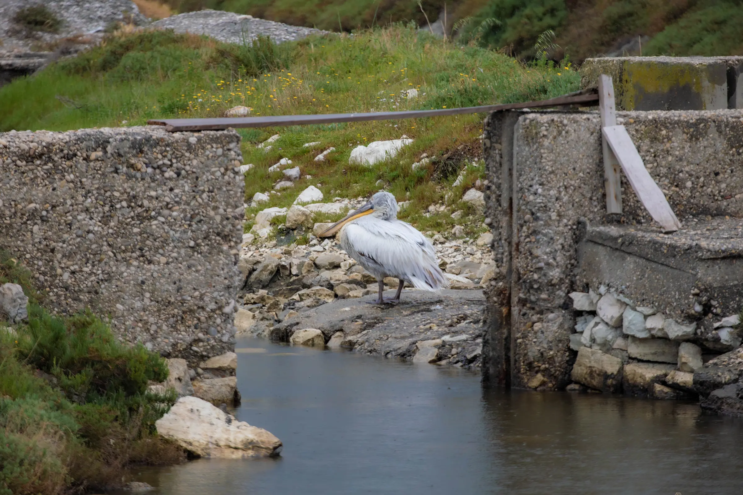 Ein Pelikan steht zwischen beschädigten Betonwänden an einem Wasserlauf