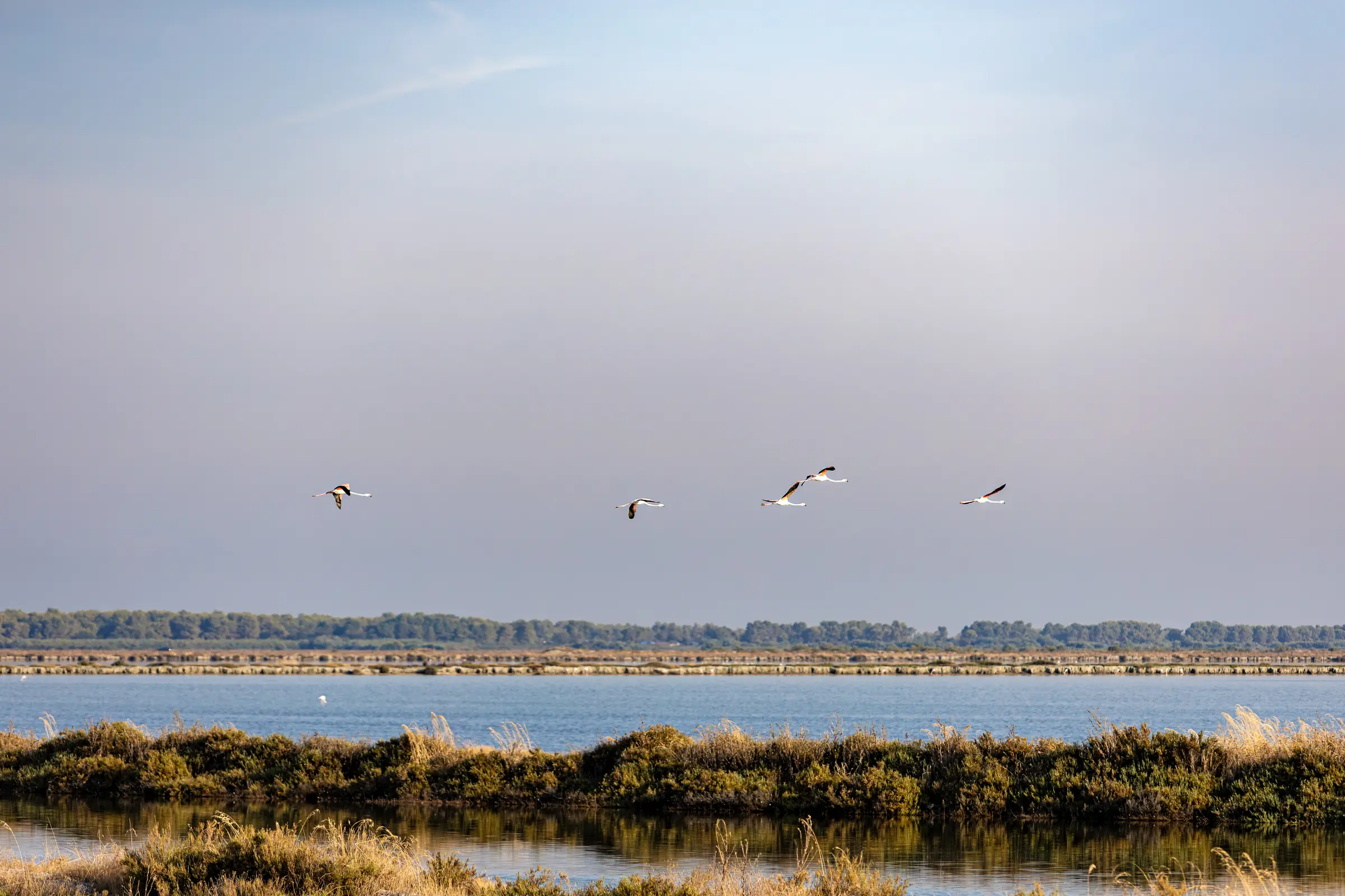 Vier Vögel fliegen über den niedrigen Salinenfeldern