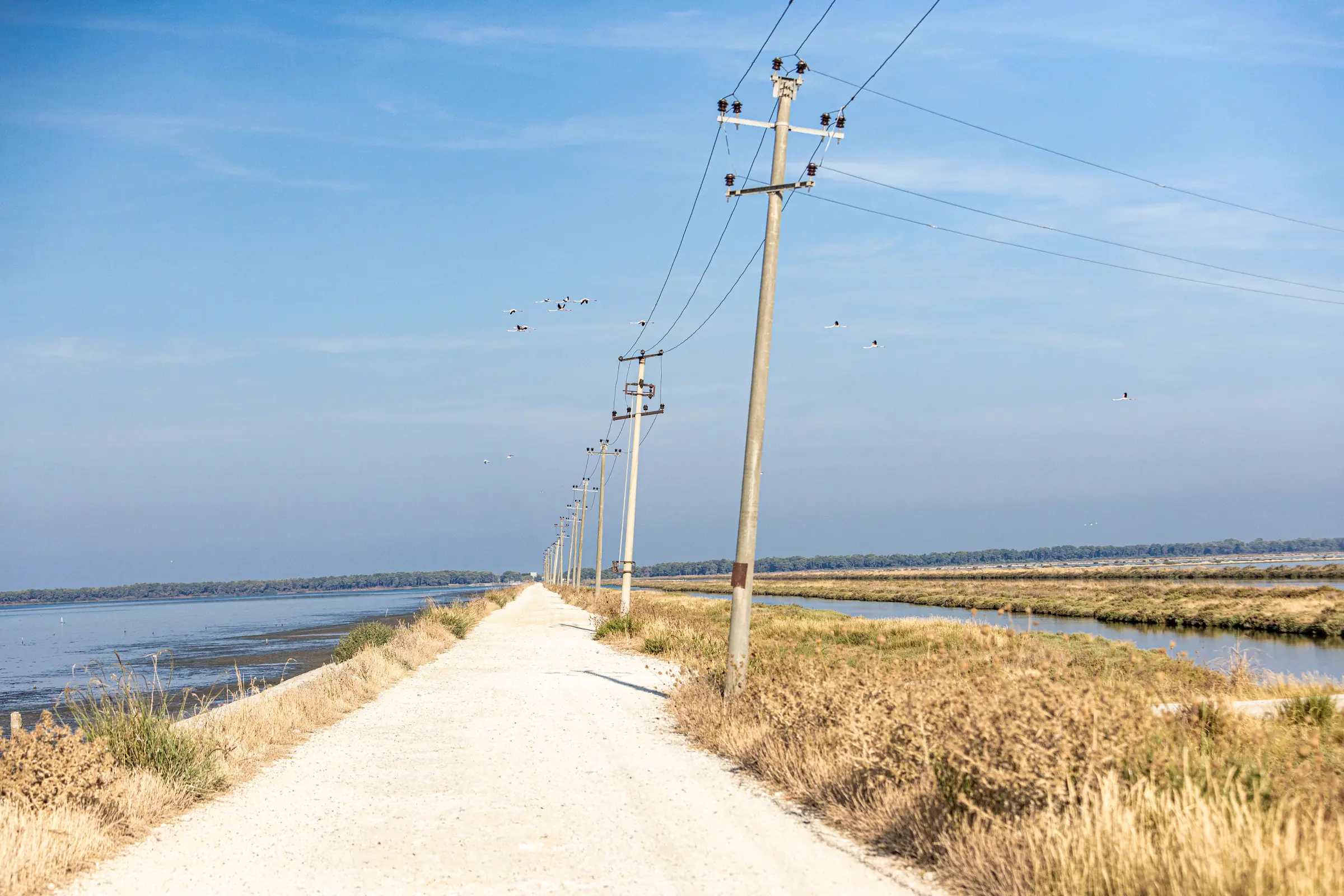 Vögel über einem Weg mit Strommasten in der Vjosa-Narta-Lagune